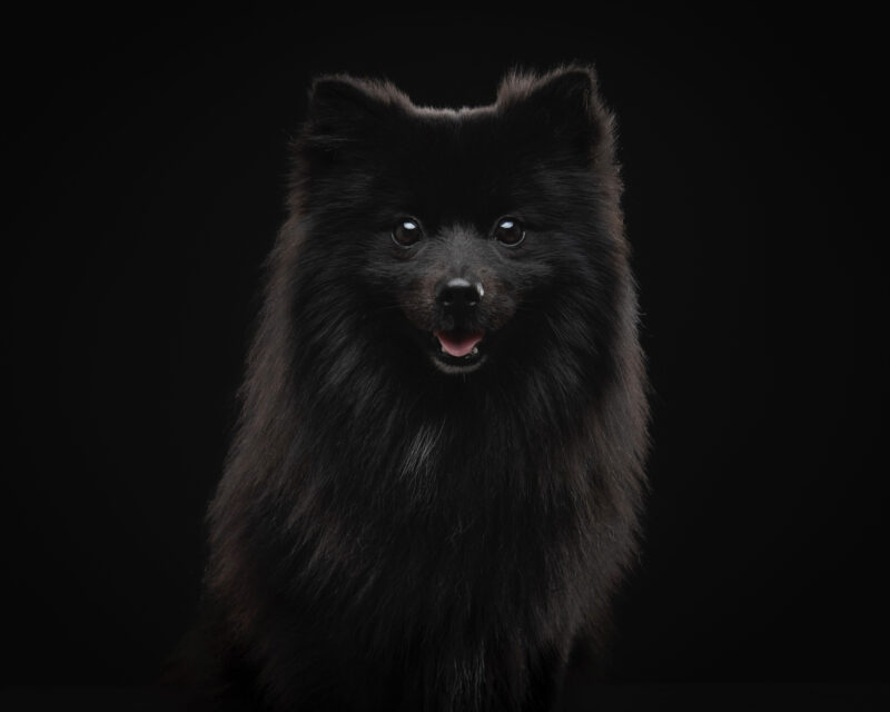 Family & Portrait Photographer Holyhead Gwynedd