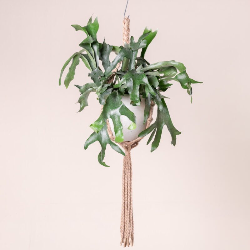 Food & Product Photographer Richmond North Yorkshire