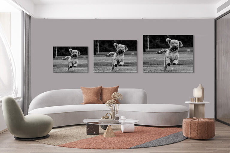 Pet Photographer Sunbury-on-Thames Middlesex