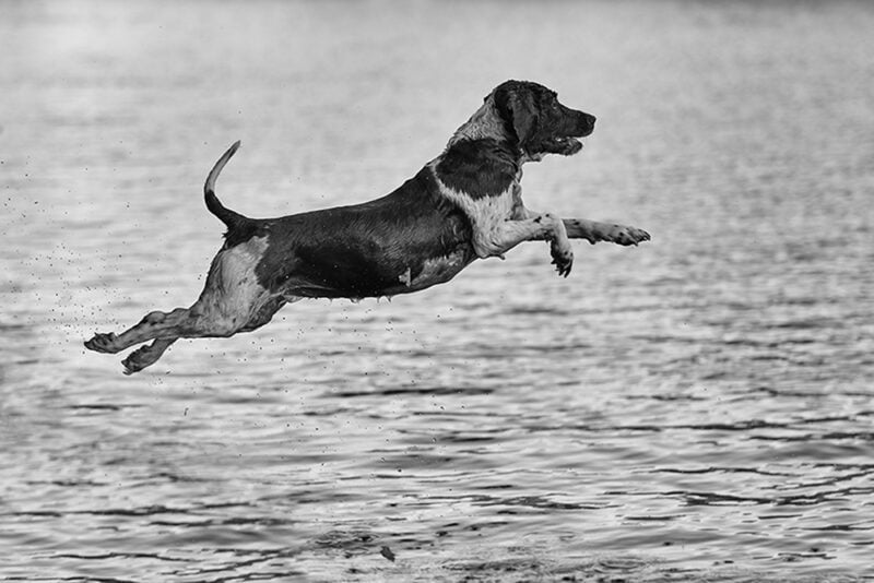 Pet Photographer Sunbury-on-Thames Middlesex