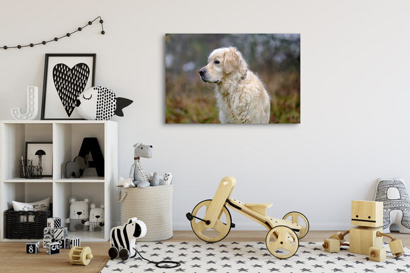 Pet Photographer Sunbury-on-Thames Middlesex