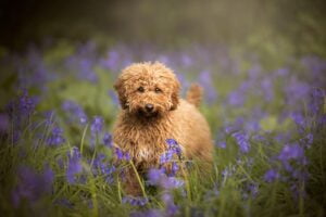 Pet photographer Leicestershire