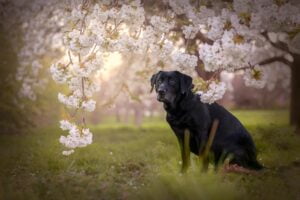 Pet photographer Leicestershire