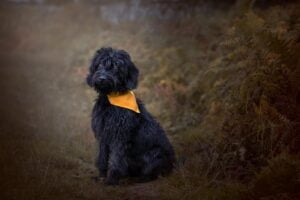 Pet photographer Leicestershire