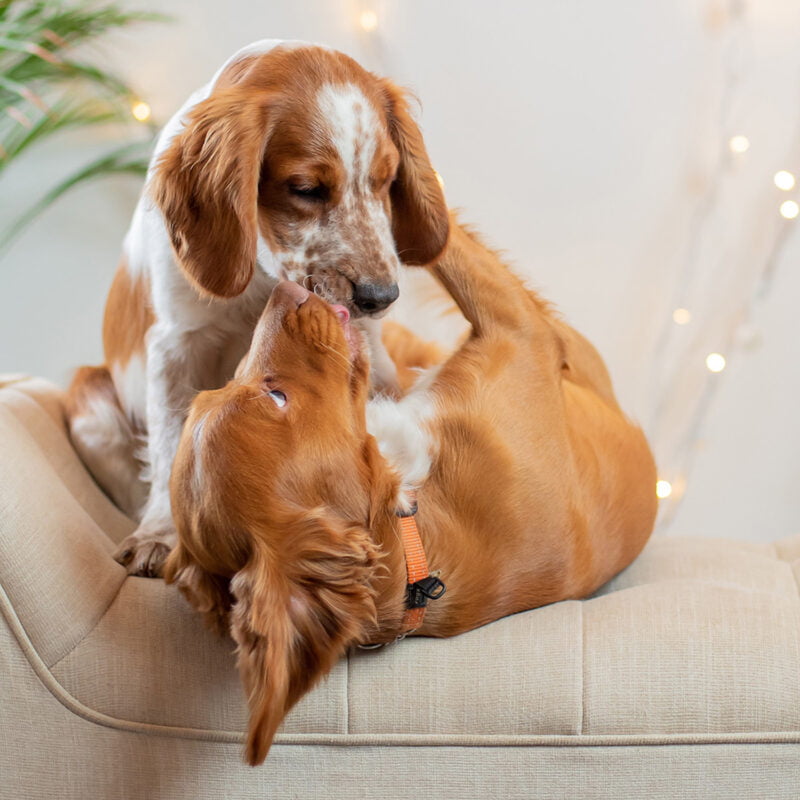 Family & Headshot Photographer Norwich Norfolk