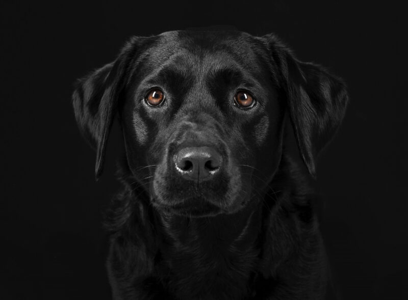 Family & Portrait Photographer Holyhead Gwynedd