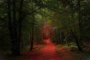 Landscape and documentary photographer Surrey