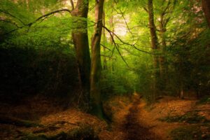 Landscape and documentary photographer Surrey