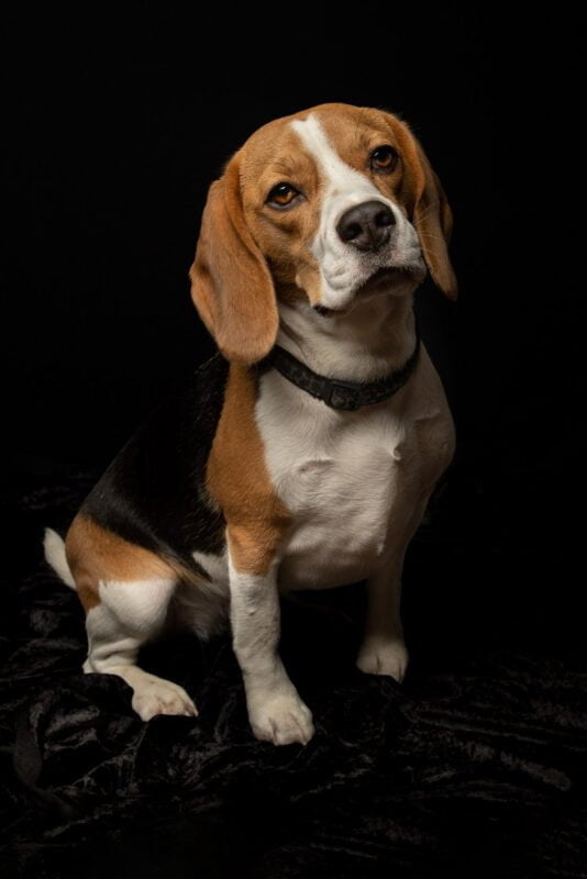 Pet photographer north London