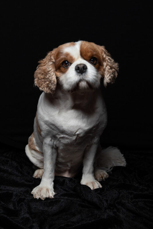 Pet photographer north London