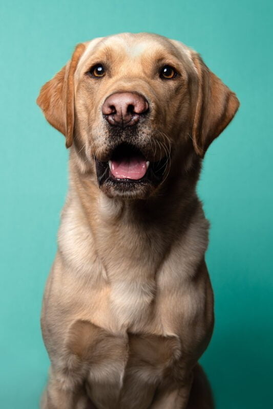 Pet photographer north London