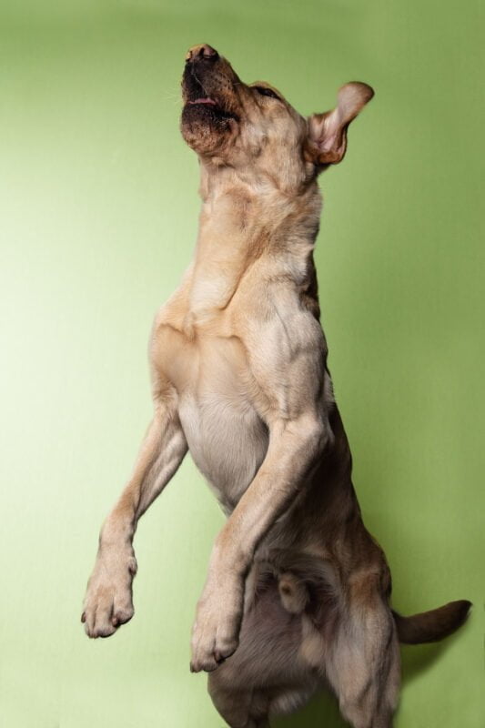 Pet photographer north London